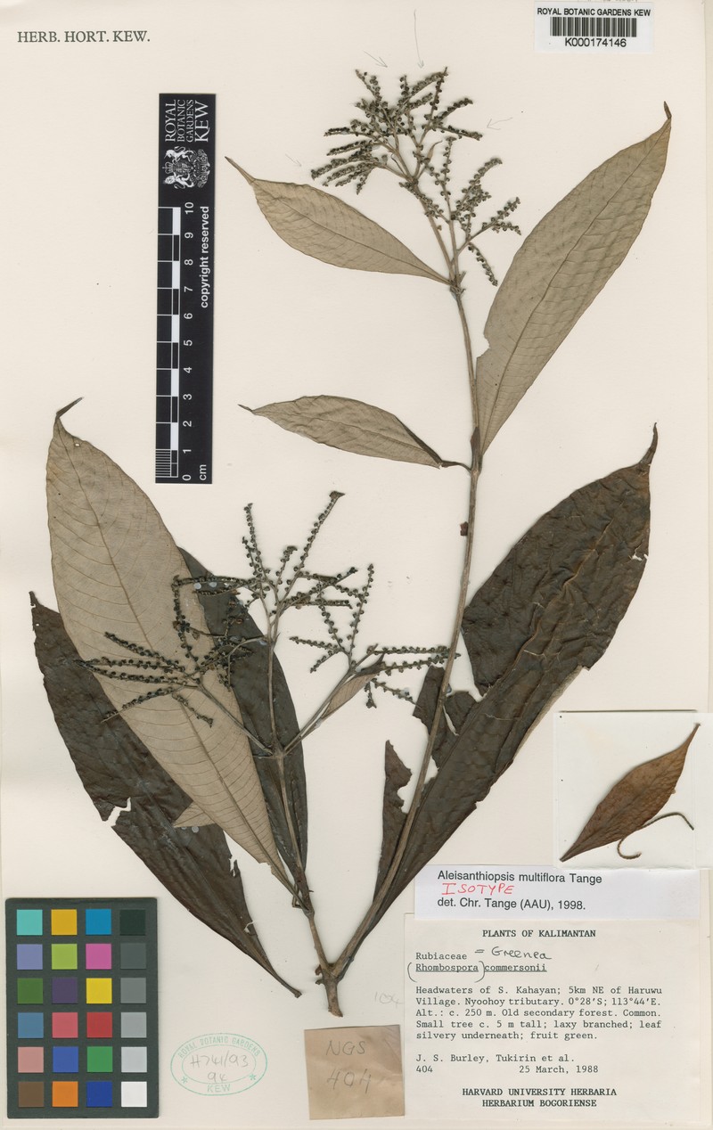 Aleisanthiopsis multiflora