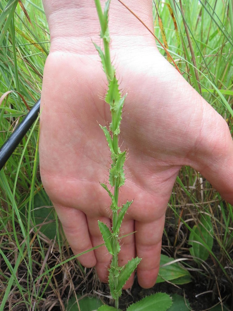 Alepidea acutidens