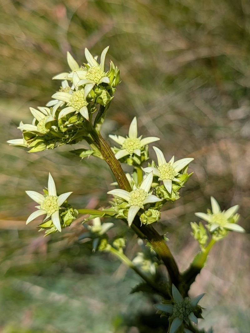 Alepidea amatymbica