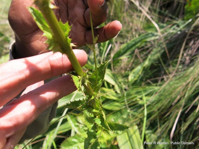 Alepidea amatymbica photo 2