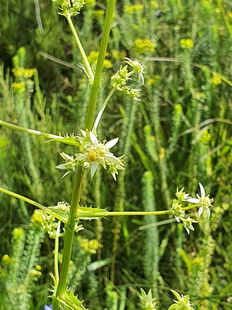 Alepidea amatymbica photo 3