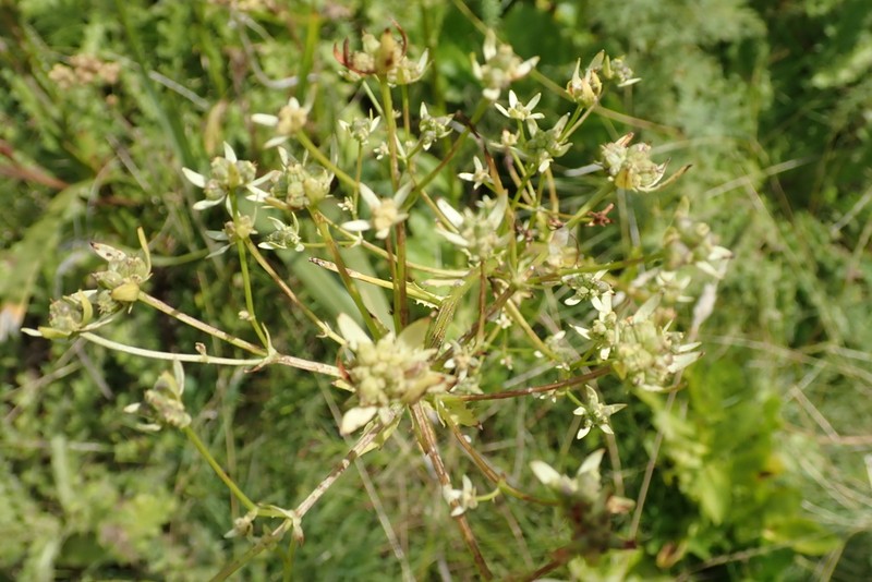 Alepidea amatymbica photo 4