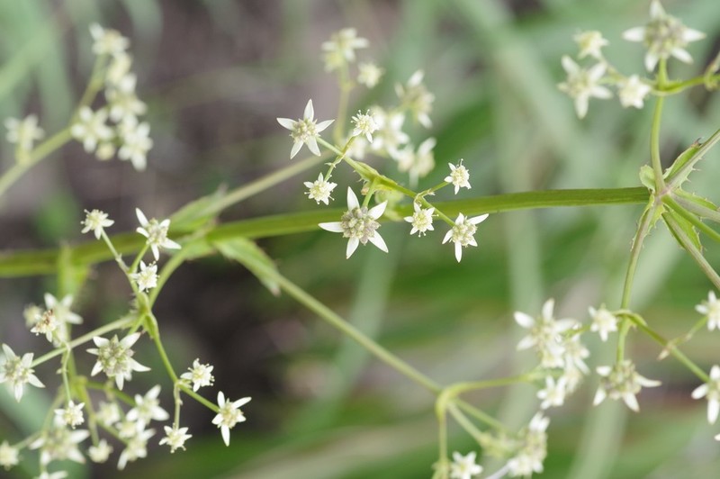 Alepidea amatymbica photo 6