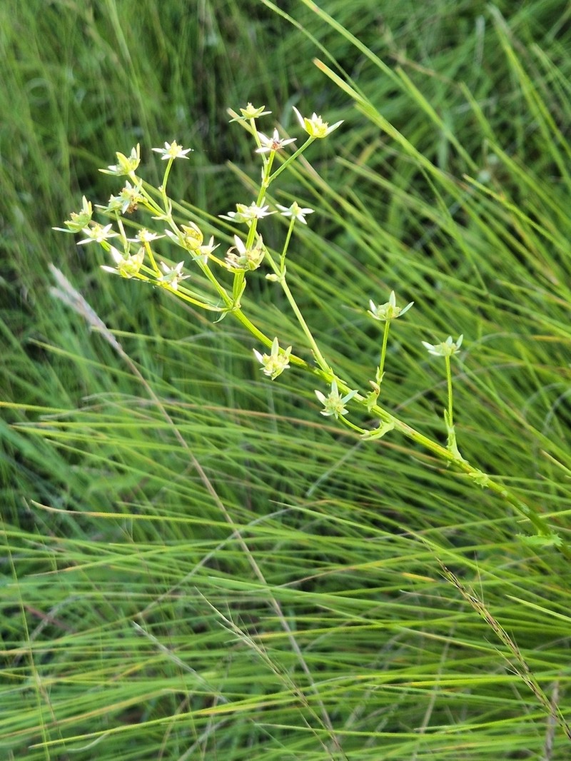 Alepidea amatymbica photo 7