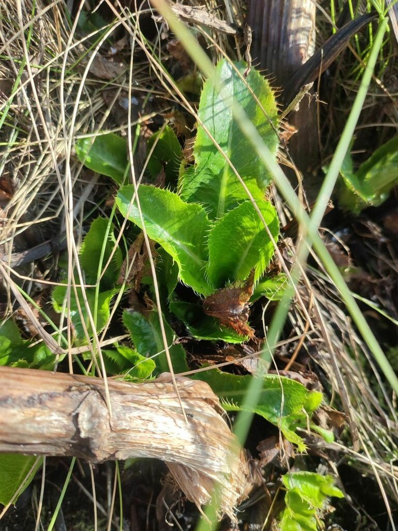 Alepidea amatymbica photo 8