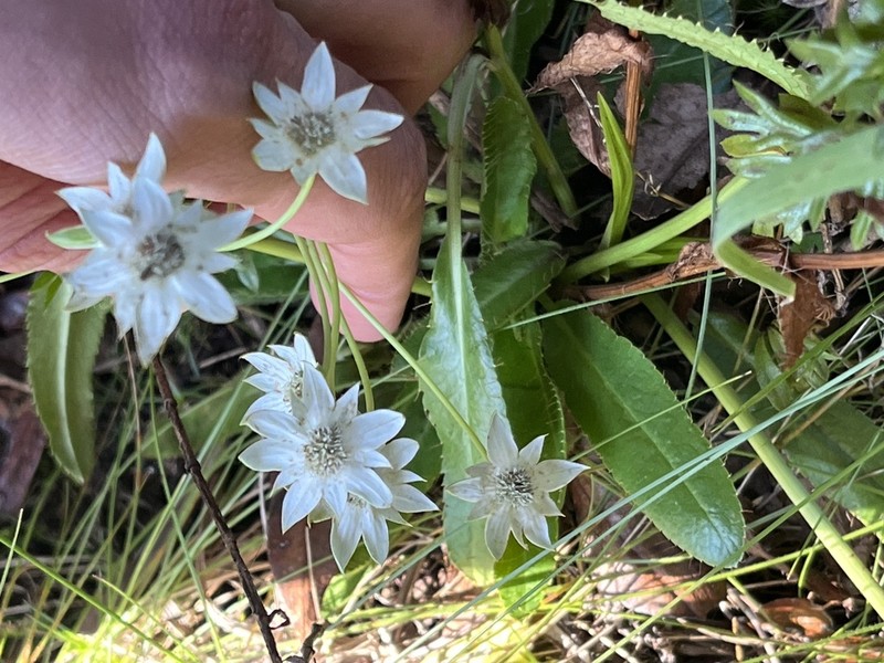 Alepidea angustifolia photo 4