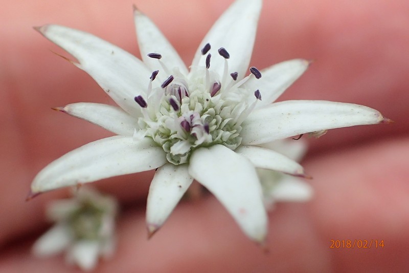 Alepidea angustifolia photo 6