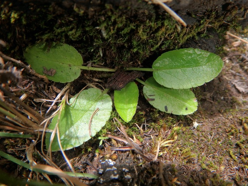 Alepidea angustifolia photo 7