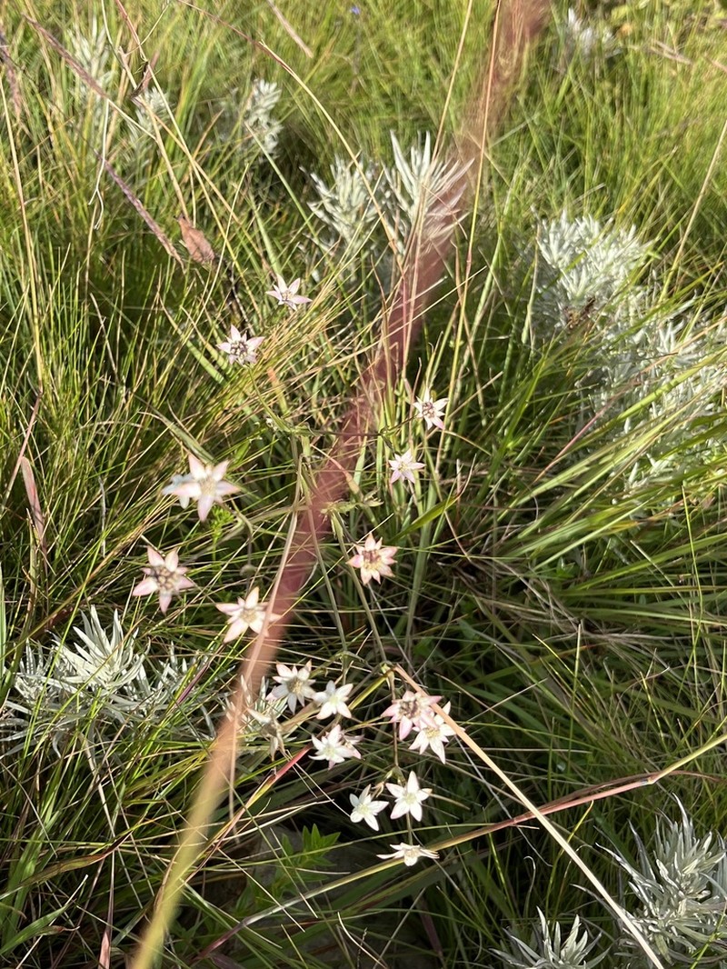 Alepidea angustifolia photo 8