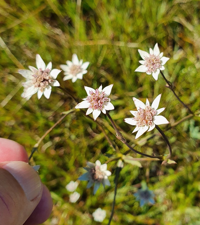 Alepidea attenuata photo 3
