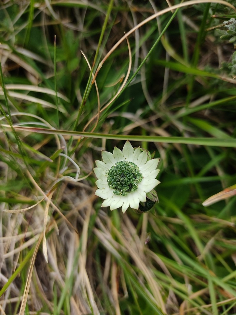 Alepidea calocephala