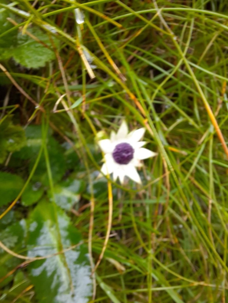 Alepidea calocephala photo 2