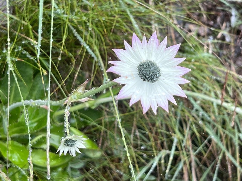 Alepidea calocephala photo 4