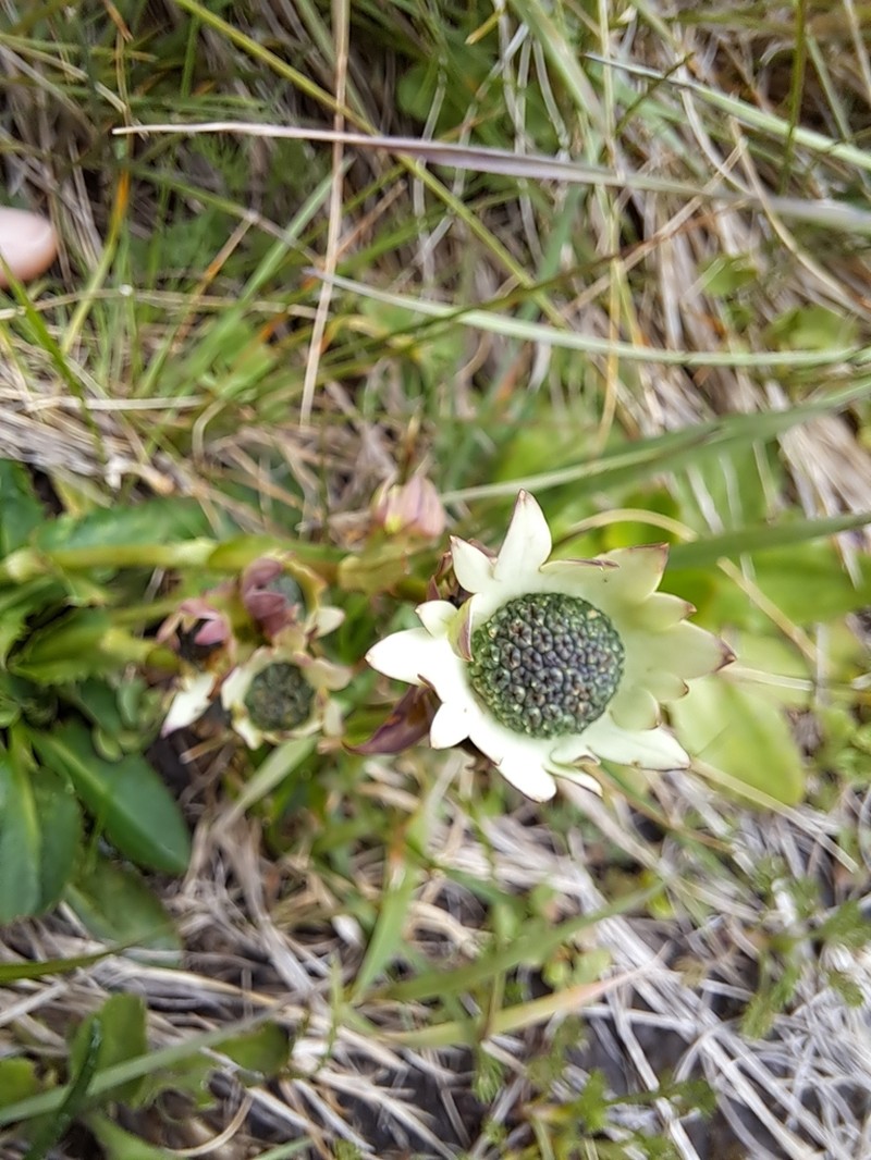 Alepidea calocephala photo 8