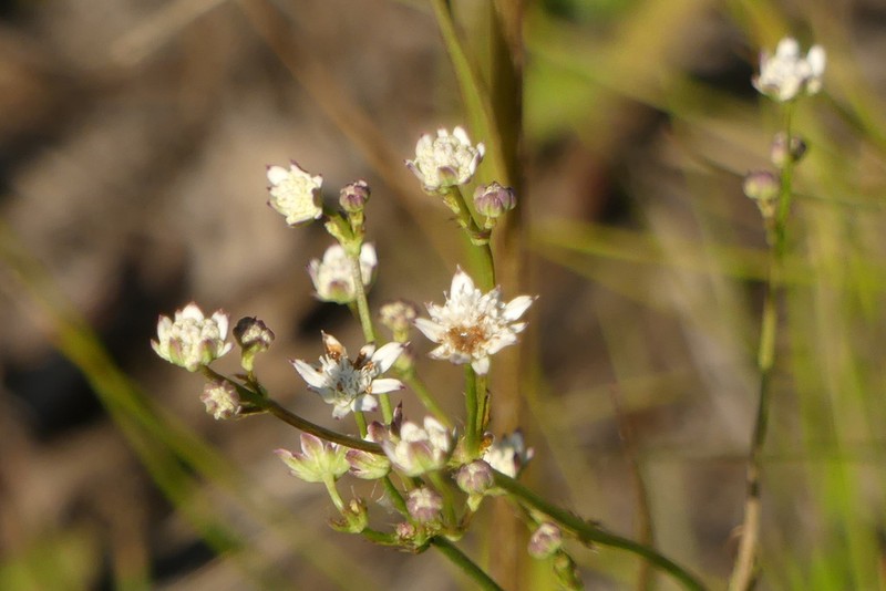 Alepidea capensis