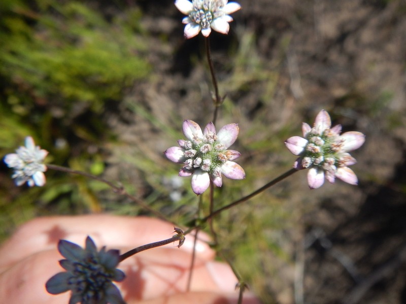 Alepidea capensis photo 2