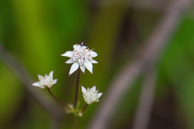 Alepidea capensis photo 3