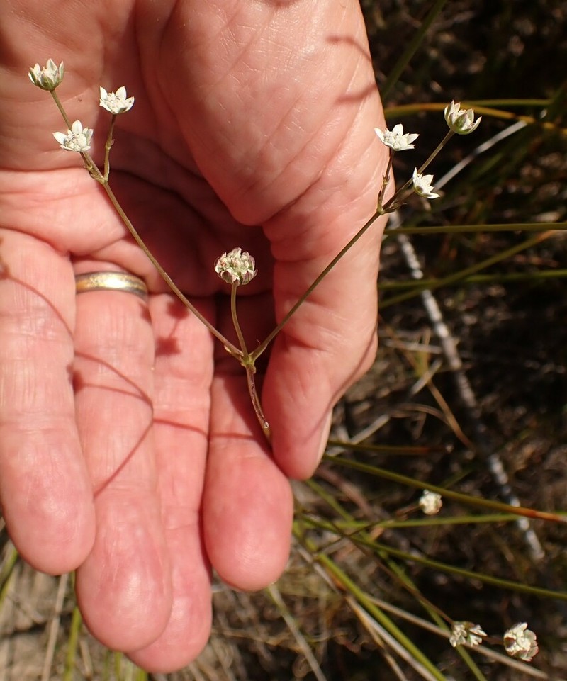 Alepidea capensis photo 4