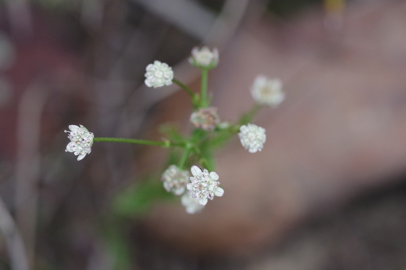 Alepidea capensis photo 5