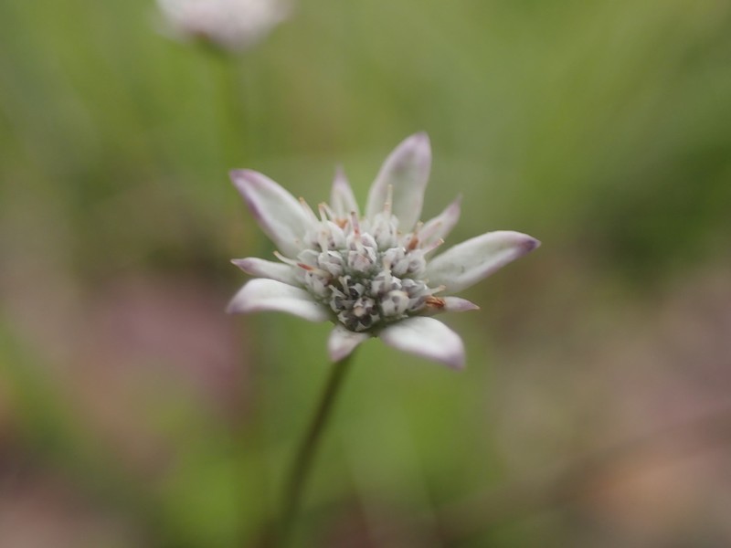 Alepidea capensis photo 6
