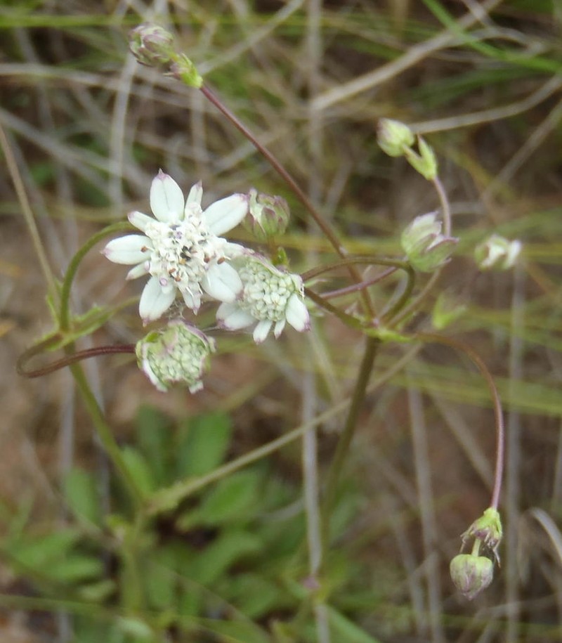 Alepidea capensis photo 7