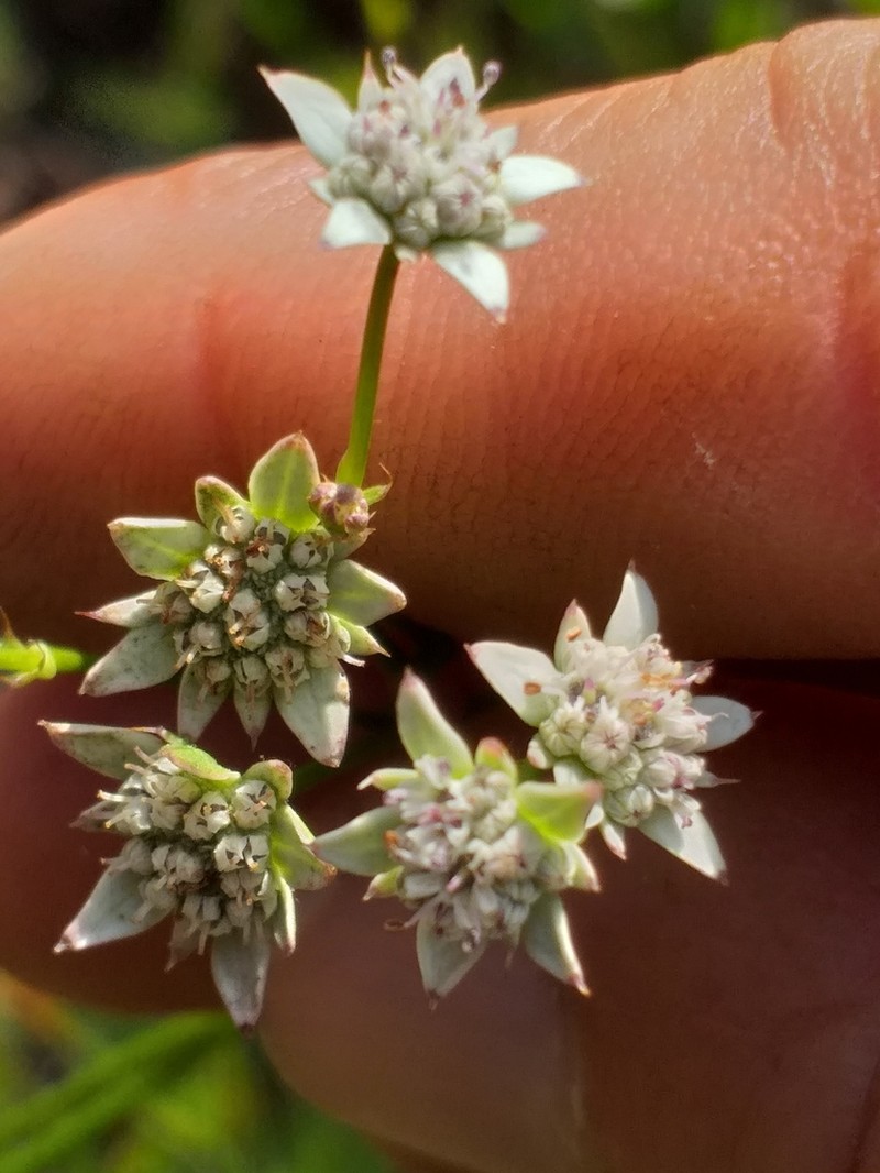 Alepidea capensis photo 8
