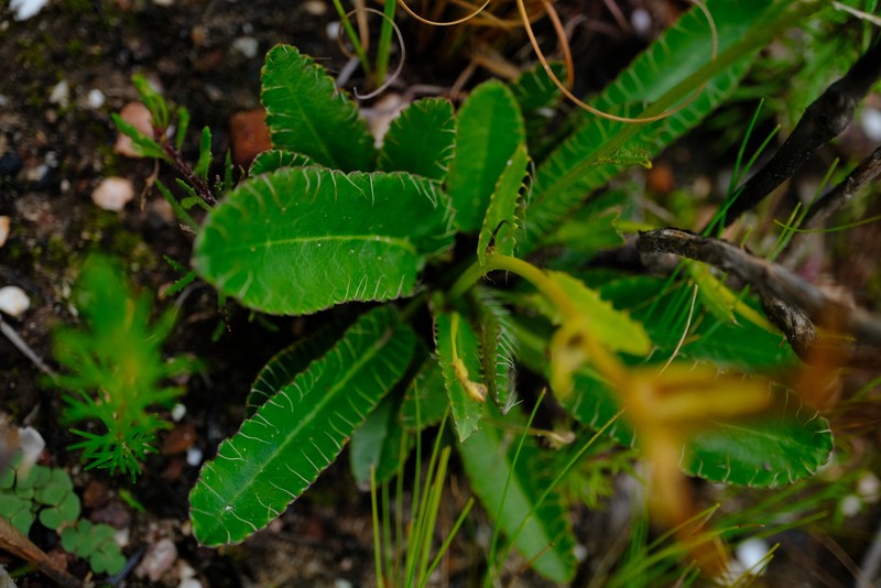 Alepidea capensis var. capensis