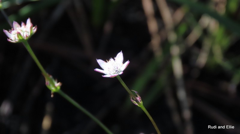 Alepidea capensis var. capensis photo 2