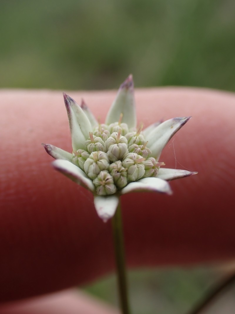 Alepidea capensis var. capensis photo 3