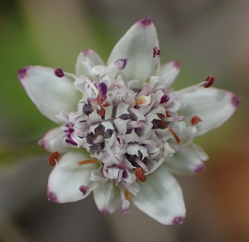 Alepidea capensis var. capensis photo 4