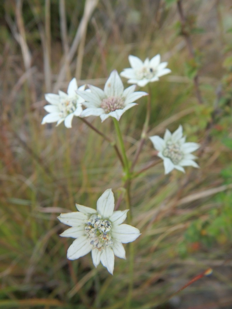 Alepidea comosa photo 2
