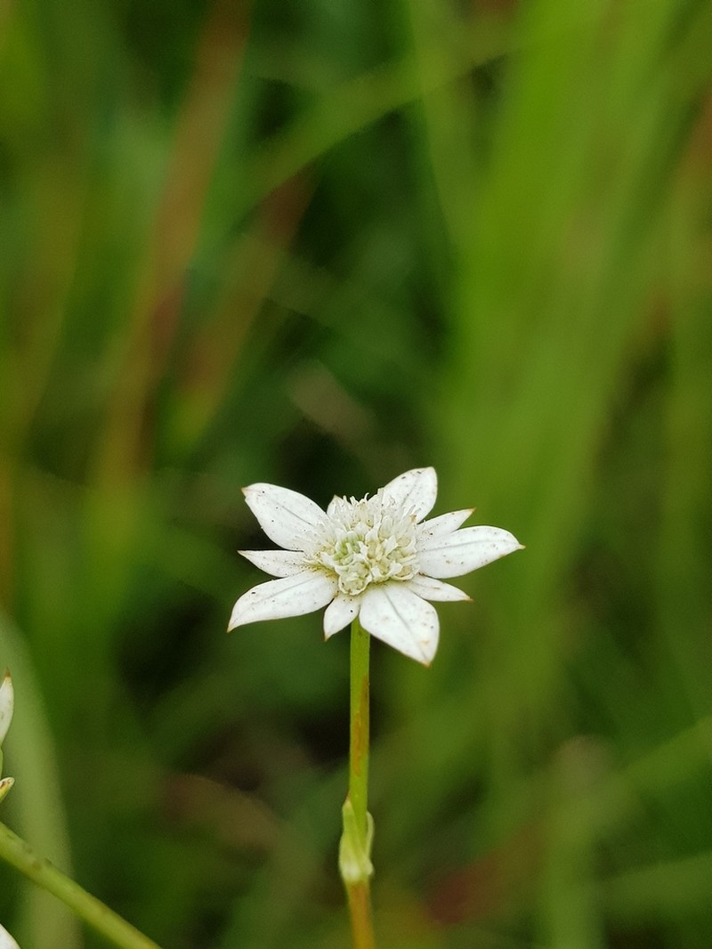 Alepidea comosa photo 5