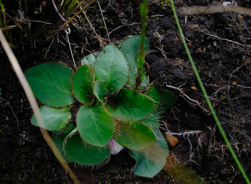 Alepidea concinna photo 2