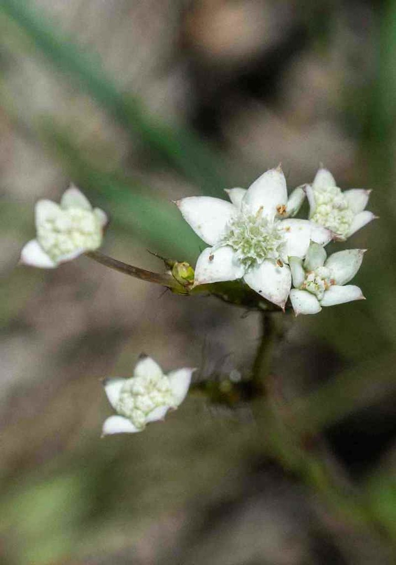 Alepidea concinna photo 3