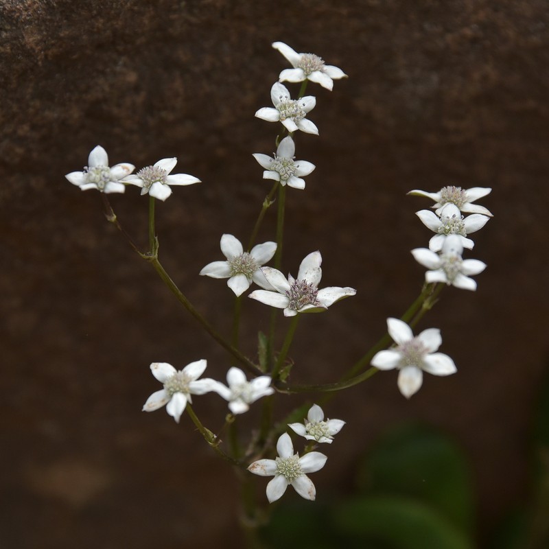 Alepidea concinna photo 4