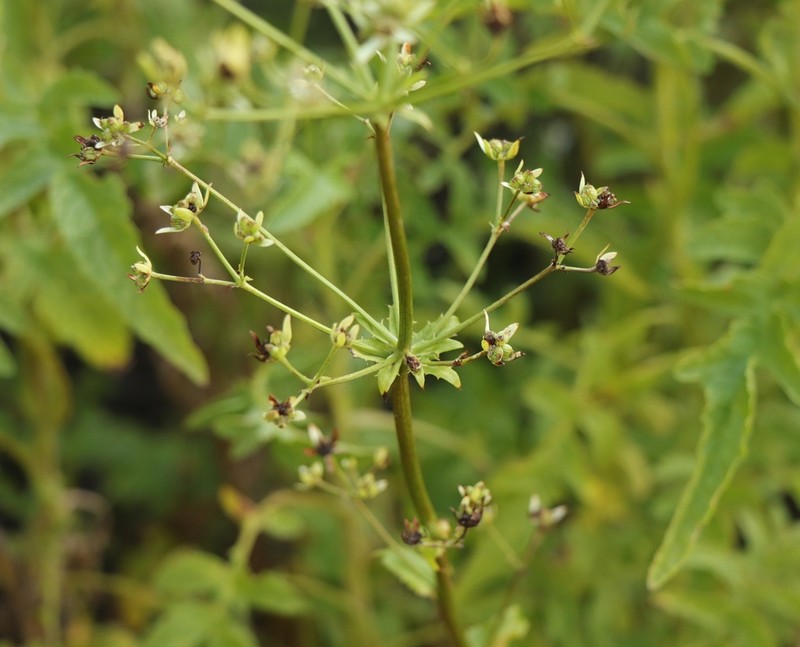 Alepidea cordifolia