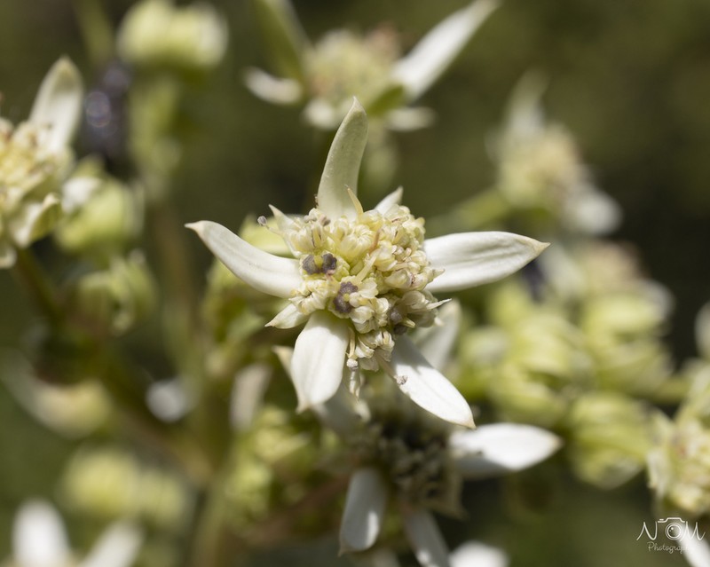 Alepidea cordifolia photo 2