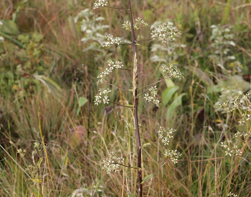 Alepidea cordifolia photo 3