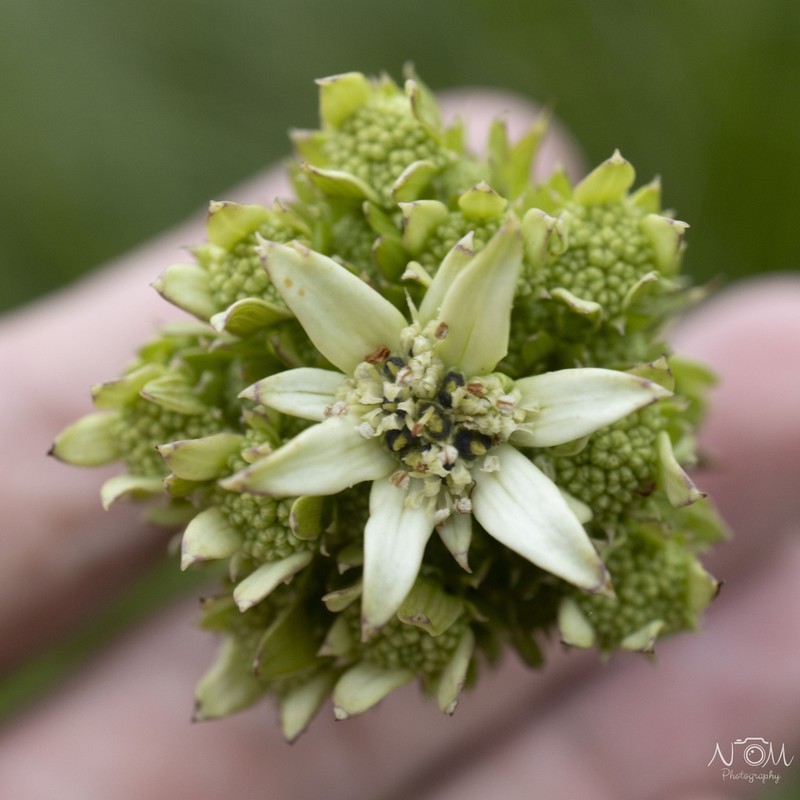 Alepidea cordifolia photo 4