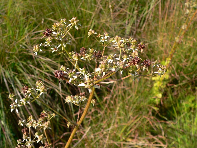 Alepidea cordifolia photo 5
