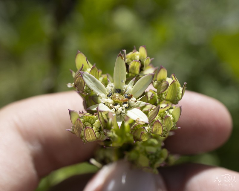 Alepidea cordifolia photo 6
