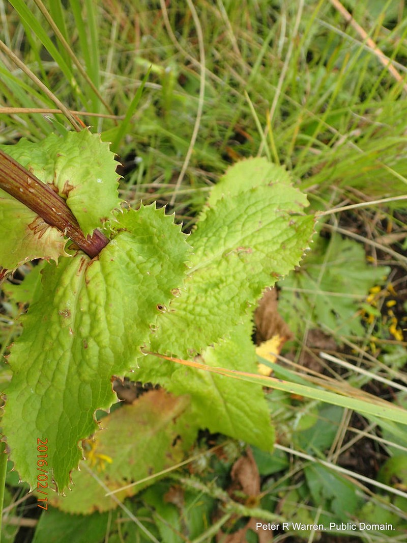 Alepidea cordifolia photo 7