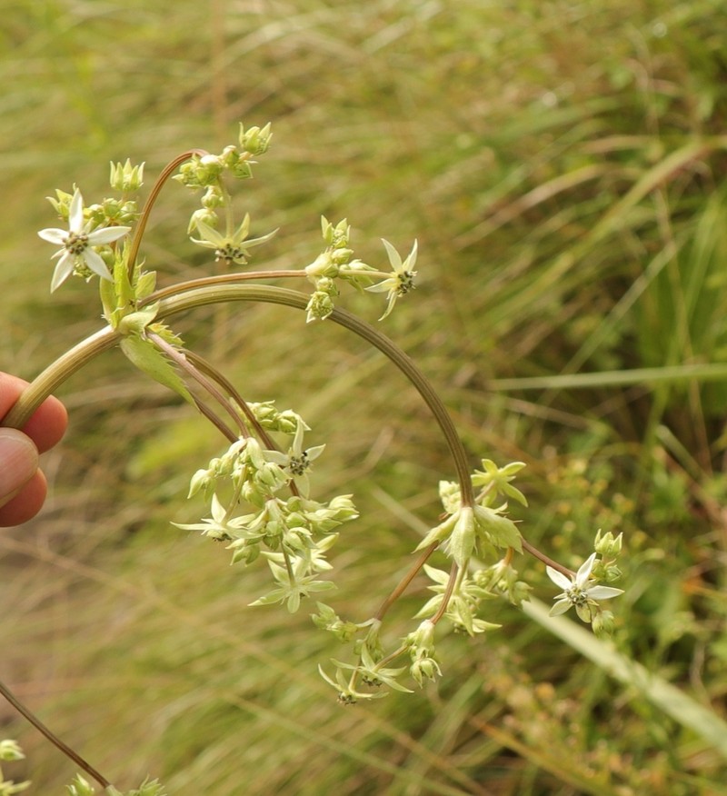 Alepidea cordifolia photo 8