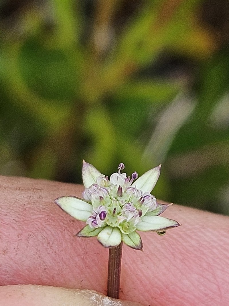 Alepidea delicatula photo 2