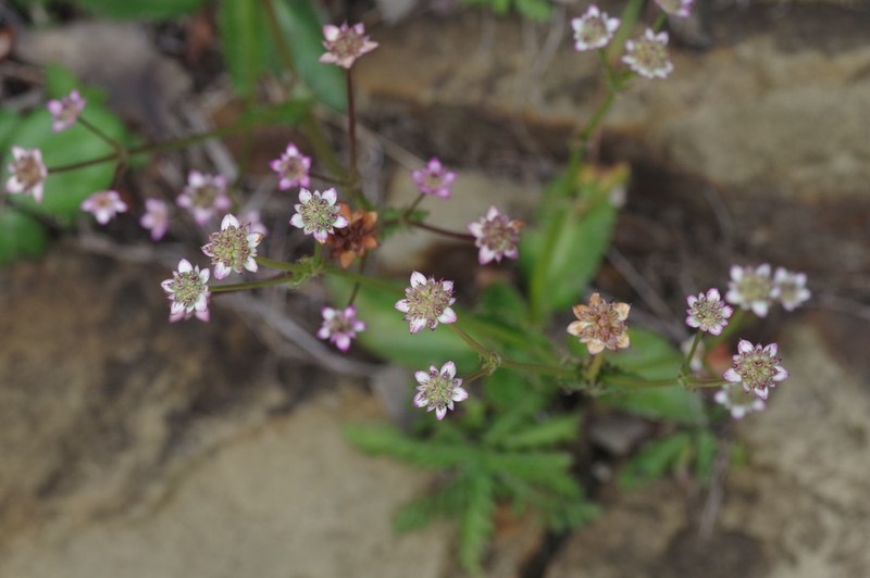 Alepidea delicatula photo 3