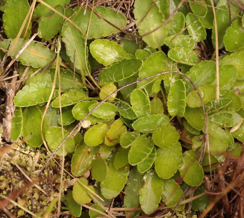 Alepidea delicatula photo 4