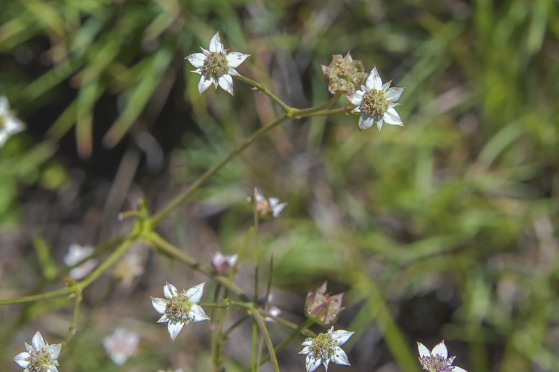 Alepidea delicatula photo 5