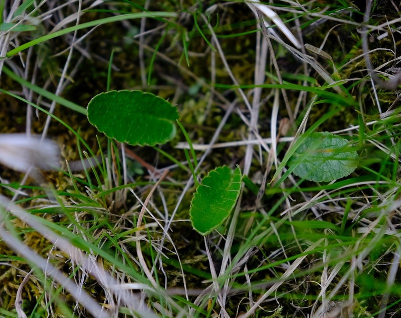 Alepidea delicatula photo 6