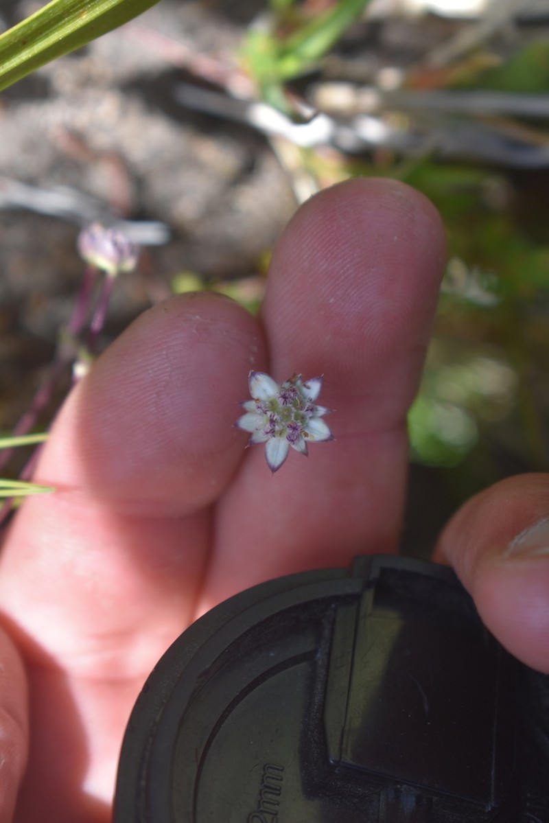 Alepidea delicatula photo 7