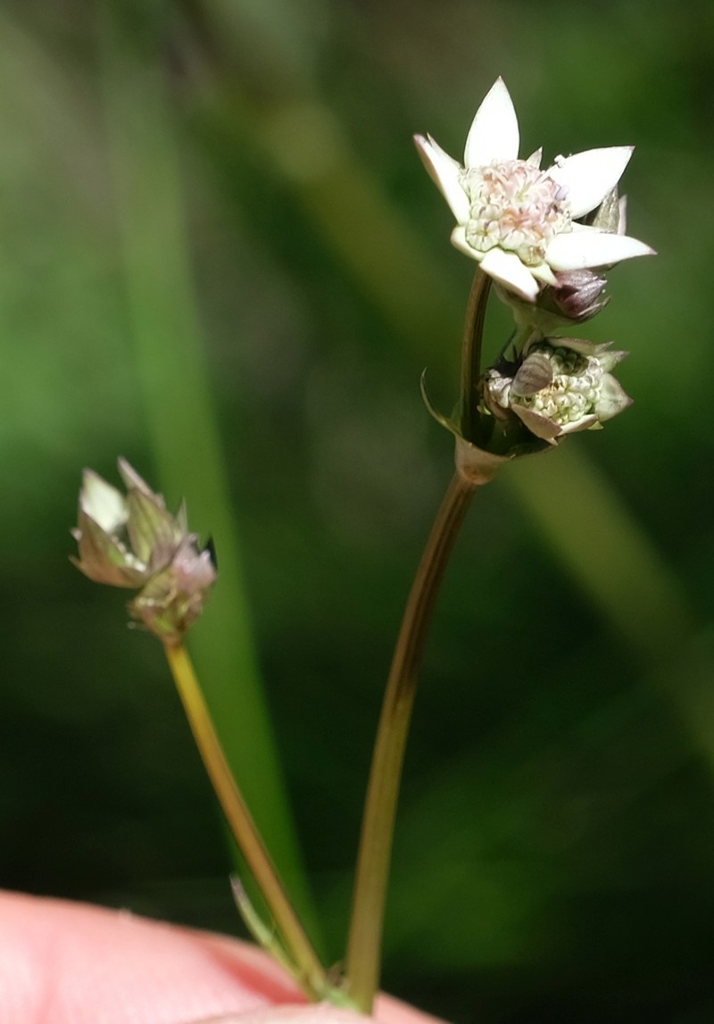 Alepidea delicatula photo 8